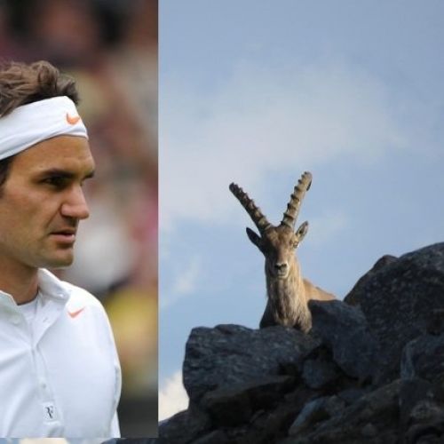 Ibexul elvețian: Roger Federer, impunător în iarbă