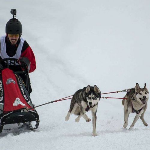 Exclusiv / Incursiune în lumea curselor de atelaje canine cu Bogdan Berende, campion european la sled dog