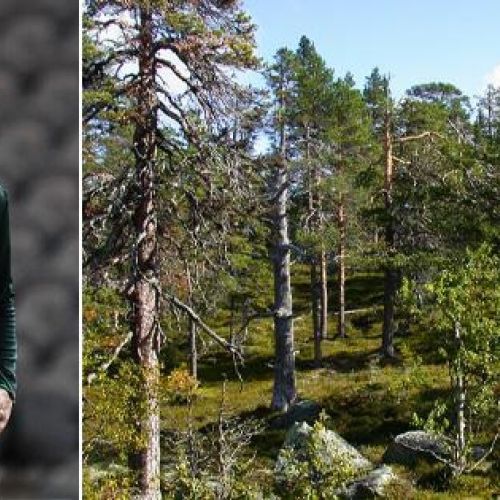 Zlatan Ibrahimovic și-a cumpărat milioane de metri pătrați de pădure